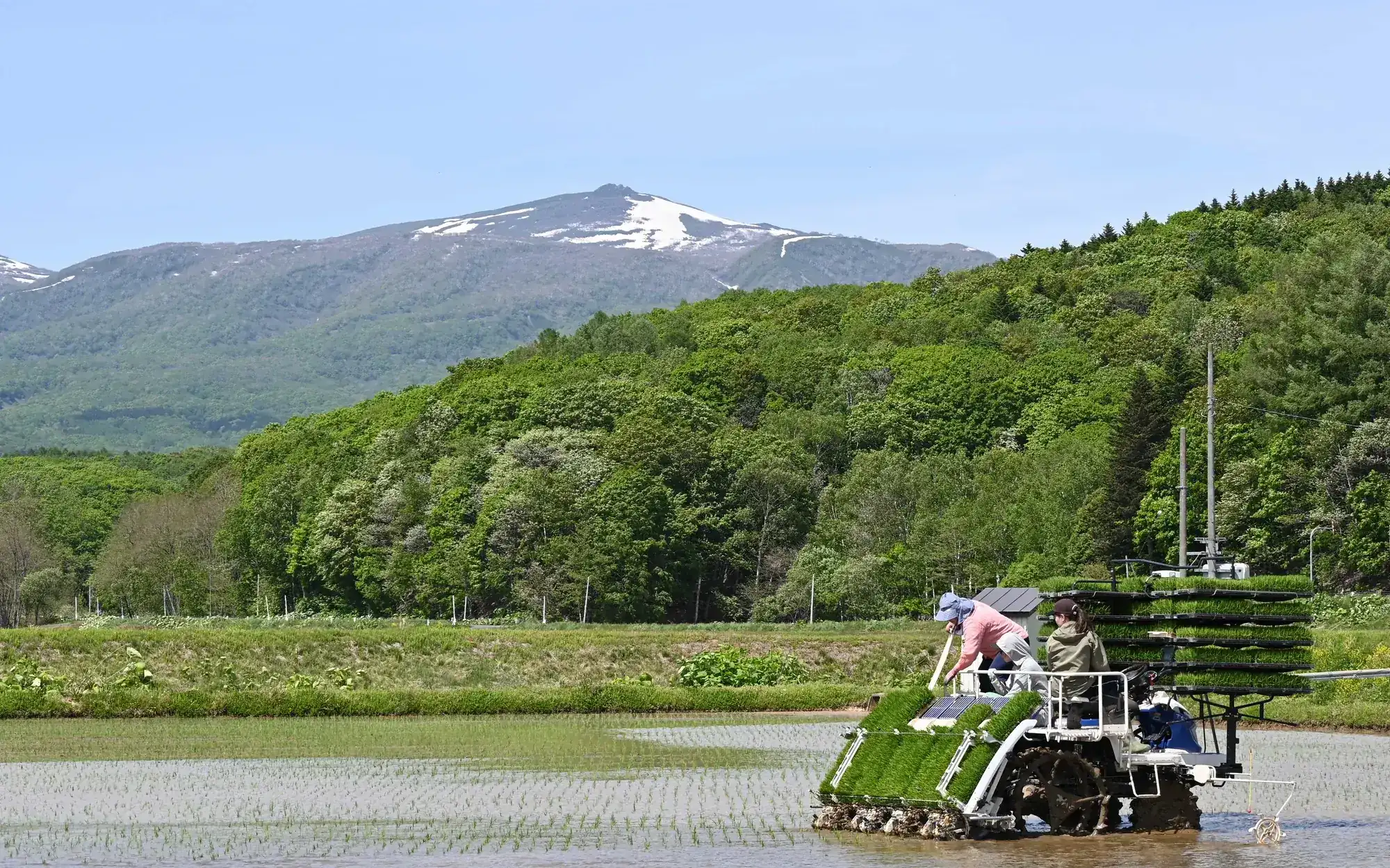蘭越の田植え
